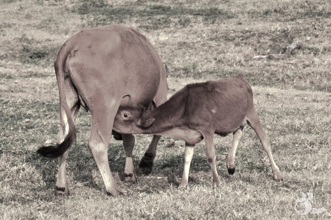 L'Ã©levage en gros bÃ©tails est notre expertise
