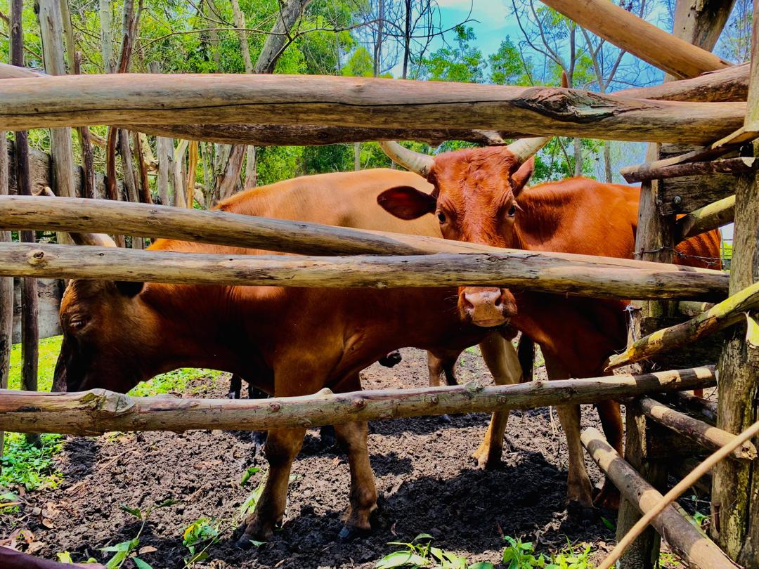 LâÃ©levage de gros bÃ©tails par Better Life Org