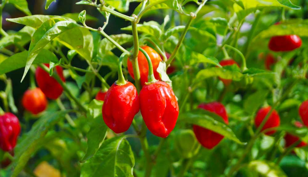 Tout savoir sur la culture de piment