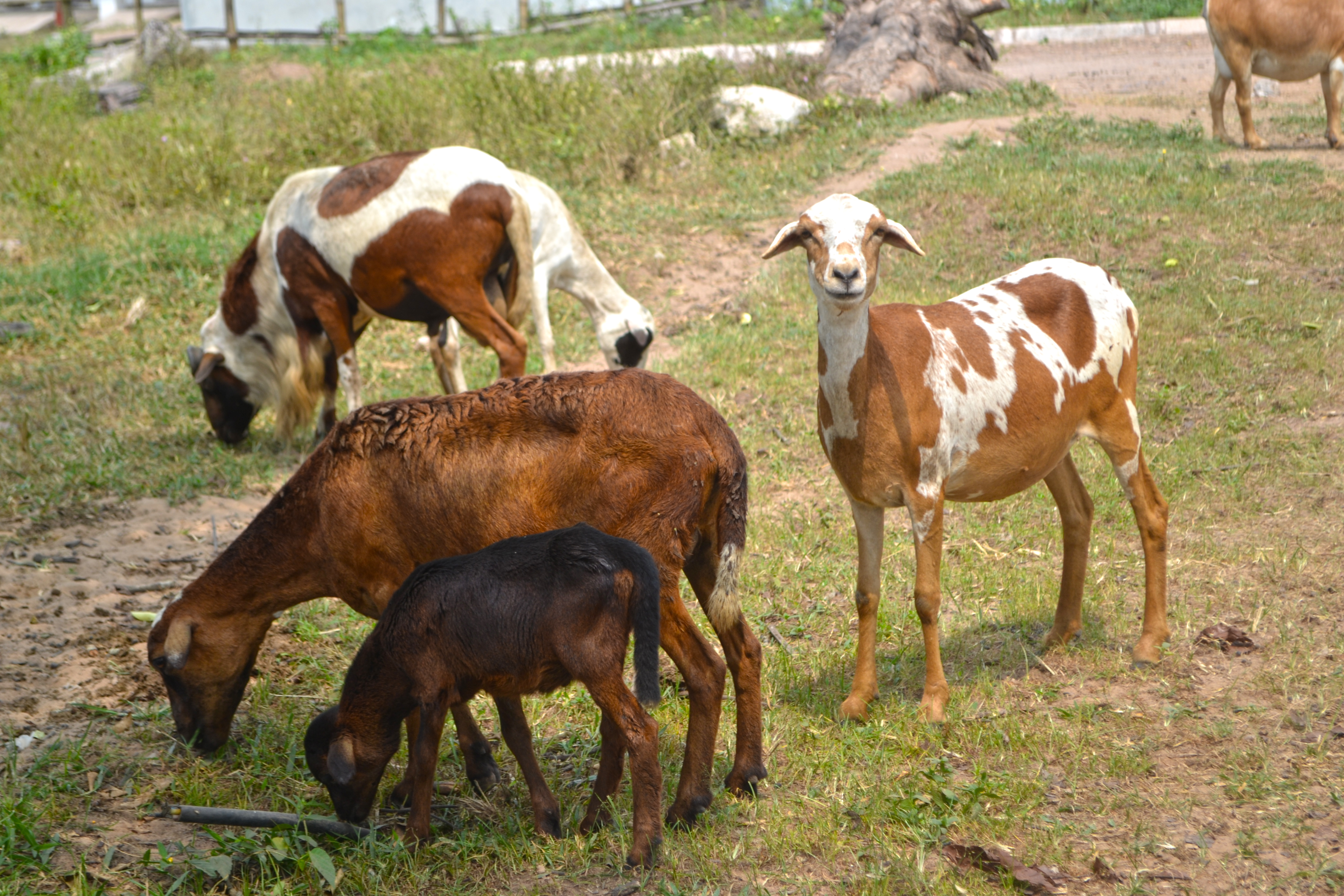 ArrÃªt image cochons 