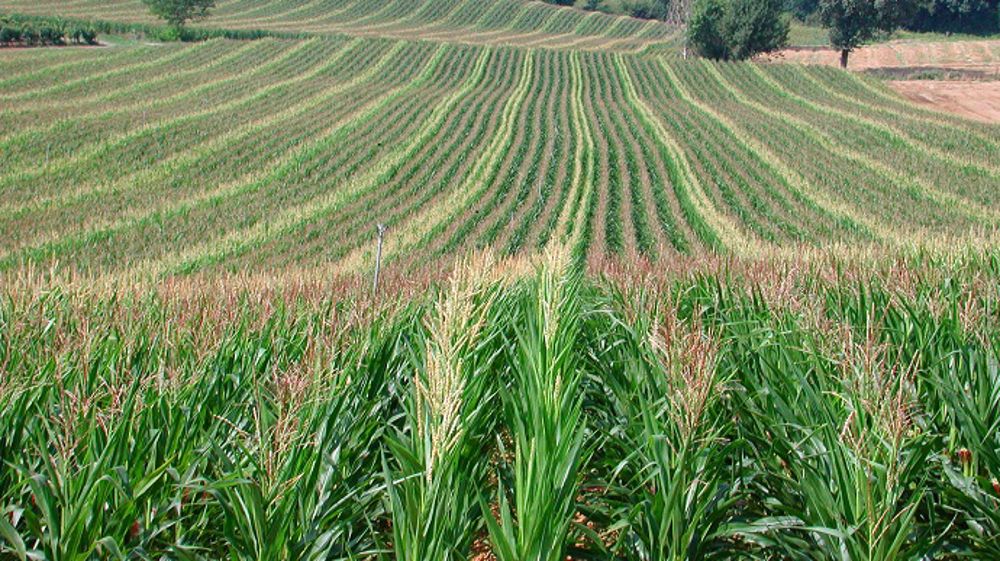 Plantation de Maïs